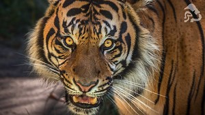 CJ is the L.A. Zoo's beloved resident Sumatran tiger. "His personality is incredibly endearing and playful," says Animal Keeper Stephanie Zielinkski. "CJ is smart and loves to engage with his keepers for voluntary training sessions." He participates in his own healthcare, having mastered behaviors such as holding still for blood draws and injections, notes Stephanie. "It's always his choice to participate or not. He's very fun and rewarding to work with!" #InternationalTigerDay #WorldTigerDay #T