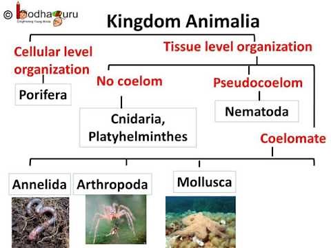 Biology - Animal Kingdom - Diversity in Living Organisms - Part 10 - English