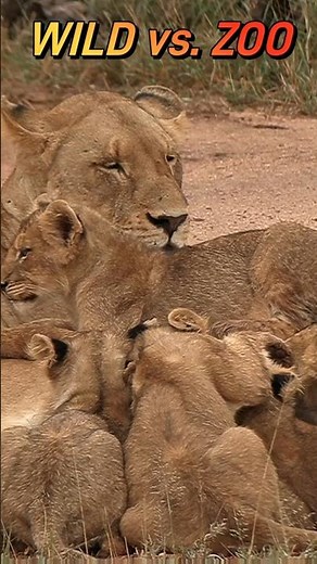 WILD Lions Vs Zoo Antwerp What's The Difference?