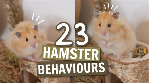 [Victoria] 仓鼠常见的23种行为 23 Hamster Behaviours 🐹