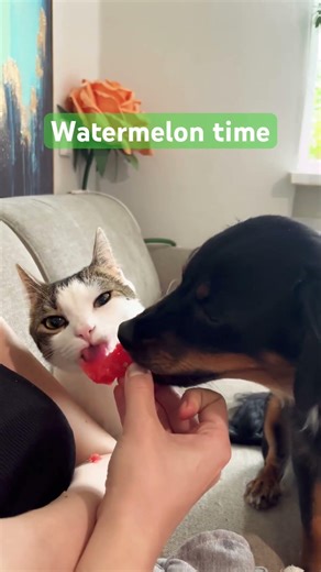 Cat and dog eats watermelon