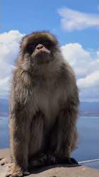 Why Europe is Obsessed with This Monkey #Animals #Primates #Monkey #Shorts