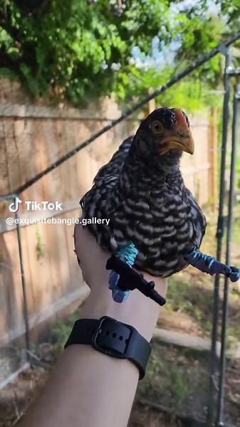Chickens with Machine Guns: A Funny TikTok Moment