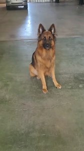 1.2M views · 27K reactions |  León es un perrito que adora bañarse y...