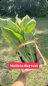 Let’s #harvest and make Mullein #tea from the wild! Aka the side of my house 😂🌿✨ #foraging #naturalremedies #abundance | Redleaf Ranch