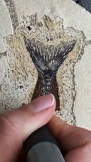 Ever tried preparing a 200-million-year-ola fossil? In our lab experience, students get hands-on with real ammonite fossils, using professional tools under guided supervision. A school group recently visited and learned how to carefully uncover ancient fossils. It's a unique way for kids to explore science, develop patience, and connect with prehistoric history in a hands on way.#fossil #fossils #prehistoric #naturalhistory #education #science #paleontology #experience #lab #ammonite #fossilprep