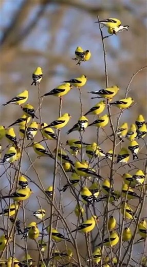 Incredible Goldfinch Gathering Hundreds of Goldfinches in One Tree!