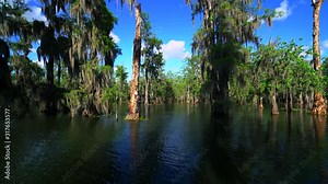 Video tour of Lake Martin Cajun Swamp in spring near Breaux Bridge, Louisiana