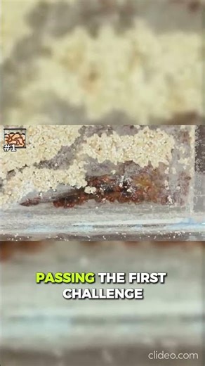 Can a single ant save the entire colony? 🐜🔥#AntExperiment #ViralShorts #smartanimals #fyp #fypシ