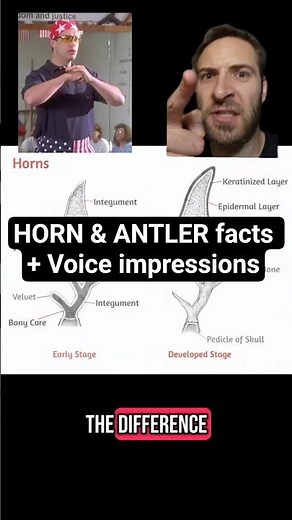 What's the difference between horns & antlers? ft. Rex Kwon Do (impression)