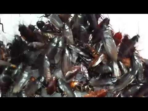 ゴキブリ700匹映像【クロゴキブリ大量】Japanese cockroach 制作ver.