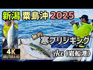 [Niigata Cold Yellowtail Jigging 2025] Offshore Awashima 10-12.5kg Ace 4K Video #134