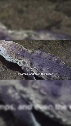 How Do Crocodiles Swim in the Ocean?