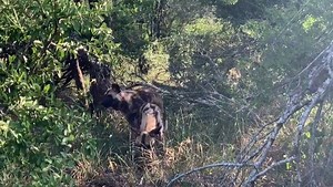 12K views · 96 reactions | The Siyavikela wild dog pack has wasted no time in starting the process of bringing puppies into the reserve, and we could not be more excited about it!  Thanks to Ranger Wilmie for the great video. | Rhino River Lodge | Facebook