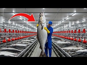 Inside The Cod Industry | Cold Water Fishing to Frozen Food Processing