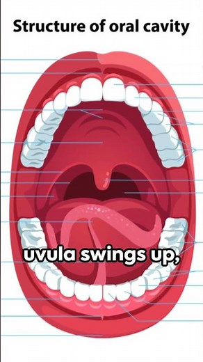 Unveiling the Uvula: The Unsung Hero