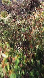 Drone POV: Great Alpine Views → Tree Impact 😂