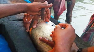 52K views · 60 shares | Silver Carp and Big Head Fish Breeding System Fish Interjecting | AB Fishing | Facebook