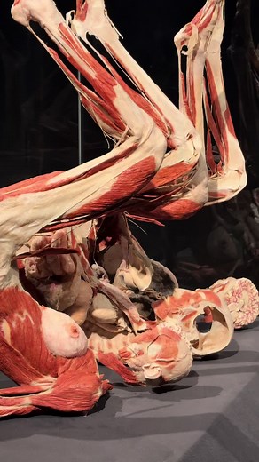 Explore BODY WORLDS in Amsterdam Today
