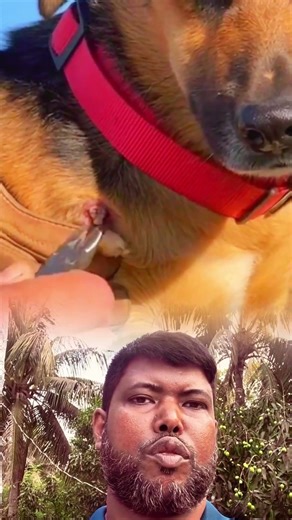 🩺 Removing a Botfly Larva from a Dog: Is This the Right Way?