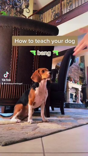 Follow for more dog tricks and tips! 🐶🔫✨#fypシ #UltaSkinTok #viral #dogsoftiktok #dog #beagle #tricks #puppy #bang #dead #training #followme