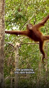 What is monkey branching?