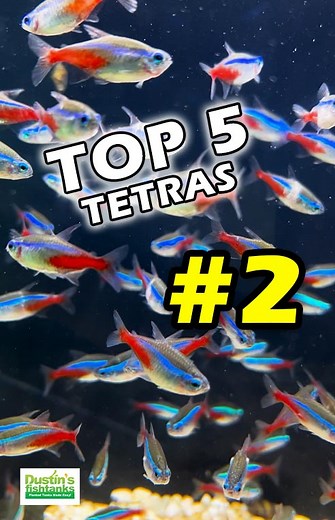 TOP 5 TETRAS #2! What Tetra would you add to this list? Are you keeping any? TANK ON! . . . #tetra #tetrafish #top5 #topfish #aquariumfish #freshwaterfish #tetras #fish #fishy #dustinsfishtanks #tankon #aquarium #aquariums #aquascape #aquascaping #aquariumplants #scape #aquariumhobby #fishtank #freshwateraquarium #plants #plantlife #planted #plantedtank #plantedaquarium #aquascape #aquaticplants #love #loveit | Dustin's Fishtanks
