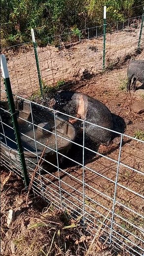 Off-Grid Hog Pens: Building for Sustainable Farming