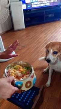 ❤️ 愛情たっぷり♡ママの手作りご飯に柴犬とビーグルが夢中！#ビーグル #柴犬 #犬ごはん #手作りご飯 #犬の手作りご飯 #犬のいる暮らし #愛犬 #犬好き #癒し #まいハル福チャンネル