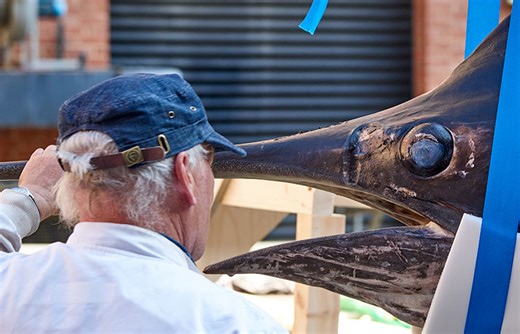 The art of preserving a fish | Natural History Museum
