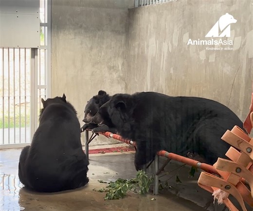 Rescued moon bears Snowdrop (L) and Buzz (lying on basket) meet for the first time. Rescued moon bear Amstrong sits up to join. Bear integration is done inside bear den to make sure they are comfortable meeting each other first, then they go out to the enclosure the next days. Caged for two decades as victims of bear bile farming, our rescued bears finally know the joy of living in a bear gang for the very first time! | Animals Asia