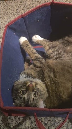 crazy cat in a tote #catlife #cutecat #crazycat #funnycatvideo #fyp