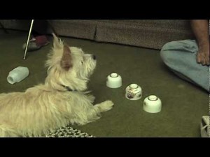 Dog playing Shell Game