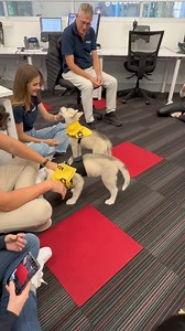 Recently we visited the team at funding.com.au with our pups Yukon and Polo to say a big thank you for their workplace monthly donations! The donations started after one of Funding's team members adopted their fur baby, Harlem, from our Gold Coast Rehoming Centre several years ago. As an example on how invested their business is in the welfare of animals, Harlem was promoted to 'Cheif Barketing Officer' with his contribution even noted on their website as part of their official team! Funding Che