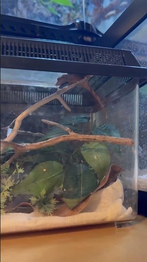 Baby crested gecko setup