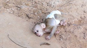 258K views · 7.8K reactions | [ Heartbreaking ] Harry's Sleep On The Ground Crying Super Tantrum Angry His Mom | Monkey Daily | Facebook