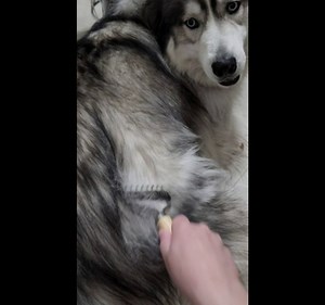 Yumflan Undercoat Rake for Dogs, Pet Grooming Brush, Dog Grooming Comb with Wood Handle, Double Sided Shedding and Dematting Undercoat Rake Comb for Dogs & Cats