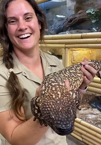 This is NOT your average lizard… this is a BEADED LIZARD😳🦎One of the only venomous lizards on Earth and it does not inject venom like a snake… it CHEWS it in💉Its venom attacks the nervous system and can cause intense pain and paralysis ⚡That thick tail is basically a запас tank storing fat so it can survive months without eating 🐪And that slow walk? Not weakness… it is confidence. This thing is built like a prehistoric survivor that never needed to evolve👀🔥 #lizard #wildlife #beadedlizard