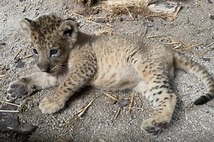 Meet Simba, Singapore Zoo's first lion cub born via assisted reproduction