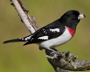 Rose breasted grosbeak - Alchetron, The Free Social Encyclopedia
