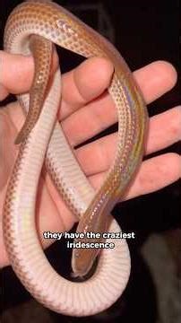 Unreal Rainbow Snake found!!