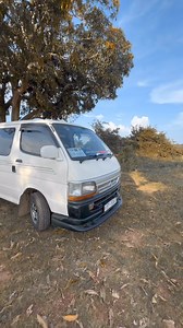 8.3K views · 141 reactions | DOLi  Sri Lankan Van Pisso SLVP #slvp #slvpmember | Sri Lankan Van Pisso SLVP | Facebook