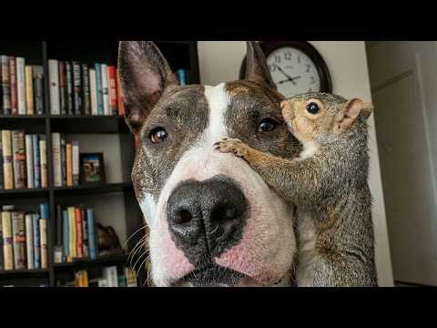 This Dog Adopted a Baby Squirrel — Now They’re Best Friends!