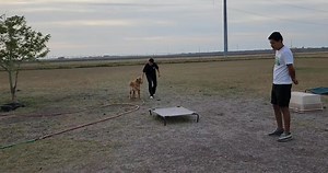 Private handler training sessions available K9consultants4u@gmail.com 956-230-0724 By appointment only | K9 Consultants | Facebook