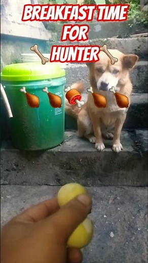 Breakfast Time For Hunter. #puppy #trending #dog #Hunter #pet #shorts #viral #viraldog