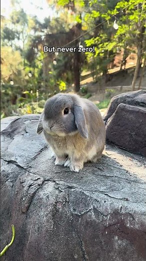 Don’t let the fluff fool you! #bunny #pet #animal #funnyanimal #funnypet #funny #cute #rabbit