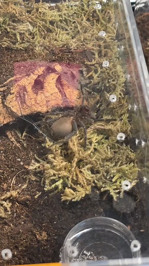 Jessalynzo on TikTok