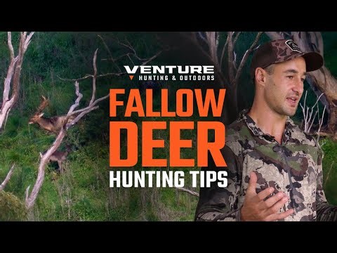 Expert Tips for Hunting Fallow Deer in Australia: Pre-Rut, Peak Rut & Post-Rut Strategies