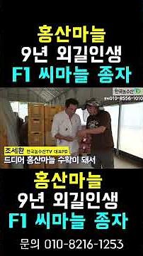 [한국농수산TV] 9년간 홍산마늘 종자 외길! '쓰레기 종자' 피하고 진짜 F1 일대종 구하는 법