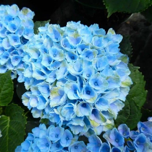 Stop your hydrangeas from changing colour with £6 buy gardening pros use to boost blue blooms for weeks